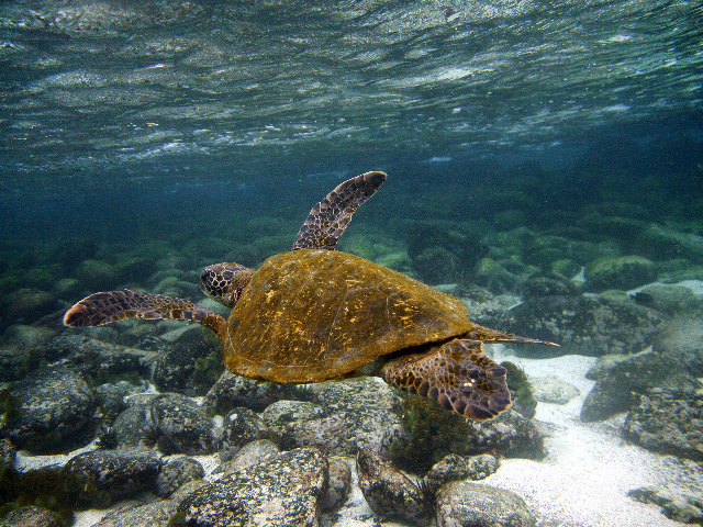 A Green sea turtle (Chelonia mydas) swims underwater in San Cristobal island, Galapagos Ar