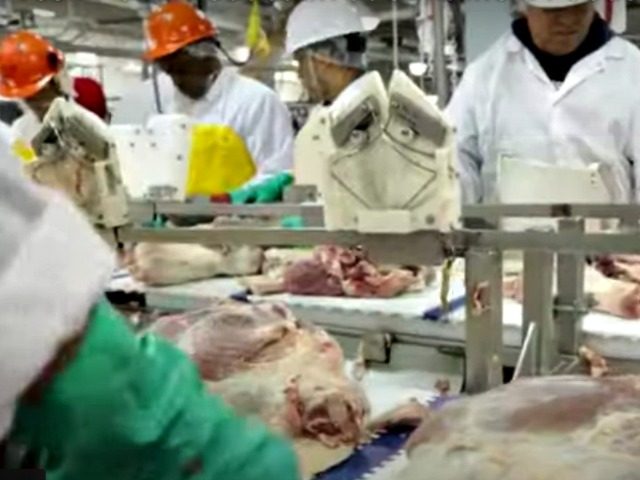 Meatpacking Production Line, Human