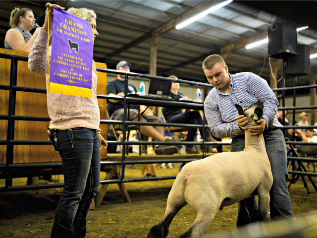 A boy prepares to auction his livestock at the Cambria County Fair, September 8, 2016, in Ebensburg, Pennsylvania. The White House race could be decided in the Rust Belt -- a vast, decaying former industrial powerhouse in the US Midwest and Northeast where Hillary Clinton and Donald Trump are battling …