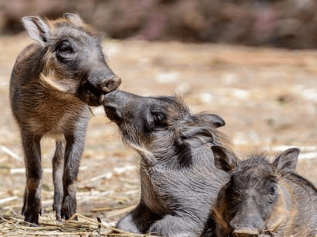 In this June 6, 2016 photo provided by Steven Gotz newly born baby warthogs appear at the
