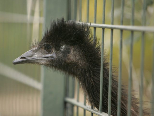 Ein im Maerz 2005 geschluepftes australisches Jungtier-Emu steckt seinen Kopf durch die Gi