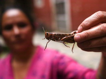 A woman holds a locust after catching it, in Kathmandu on June 30, 2020. - Nepal is offering farmers cash rewards for catching desert locusts entering the Himalayan country in a bid to limit the damage caused by the destructive swarms that have ravaged harvests in India and Pakistan. South …