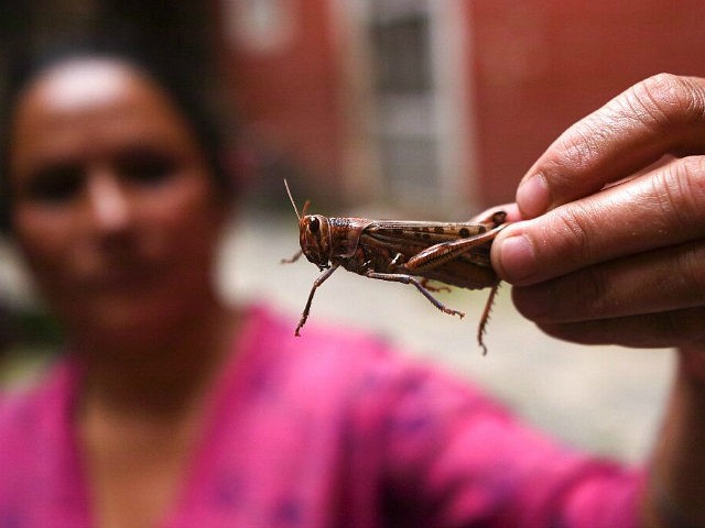 A woman holds a locust after catching it, in Kathmandu on June 30, 2020. - Nepal is offeri