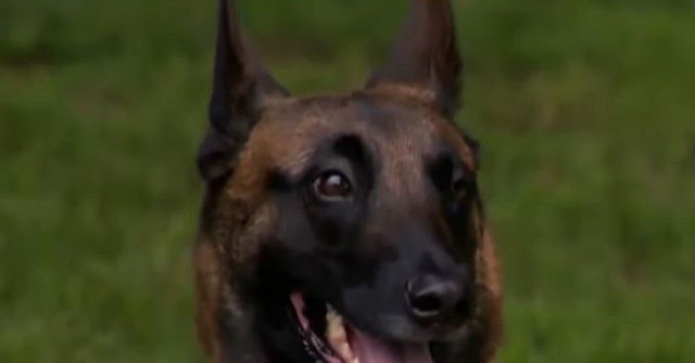 VIDEO: Rescue Dog Alerts Owner to House Fire, Helps Save Neighbors