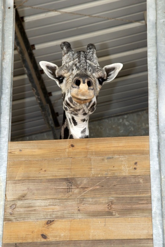 Australia Zoo's 18-foot, 8-inch giraffe declared world's tallest