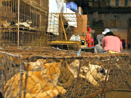 GUANGZHOU, CHINA: Various animals including cats are one sale for their meat at a market in Guangzhou, southern China's Guangdong province 23 January 2005. China's appetite for wildlife soured after SARS antibodies were found in civet cats, but the habit of butchering animals in crowded and dirty open air markets …