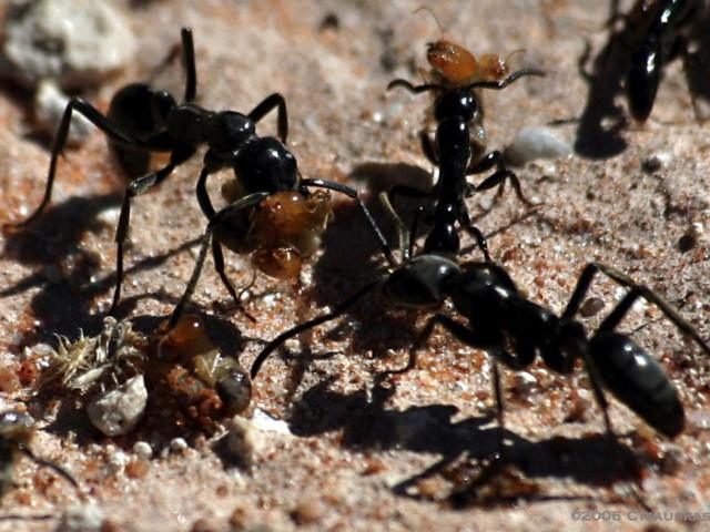 Slavemaker Ants