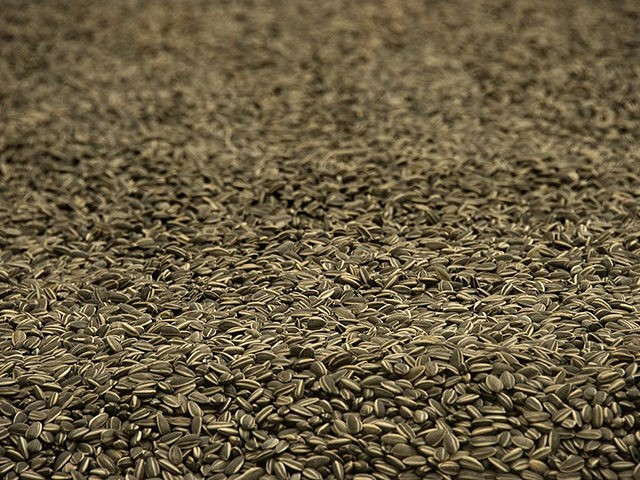 A picture taken on February 8, 2013 shows part of the art work "Sunflower Seeds" by Chines