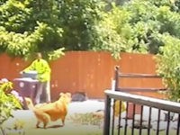 WATCH – Dog Gets Help for Elderly Owner Who Fell: ‘He Certainly Came to My Rescue’