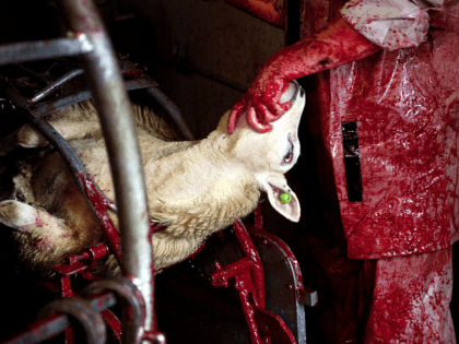 Belgium: Dozens of Sheep Seized to Stop Illegal Muslim Eid Slaughters
