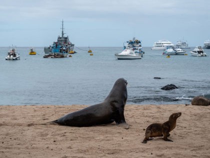 GALAPAGOS ISLANDS, ECUADOR - JANUARY 15: Sea lions on a beach in front of fishing and tour