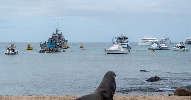 Report: Chinese Fleet in South American Waters Devastates Fish Stocks