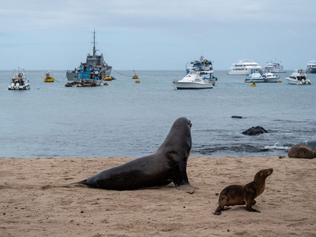 GALAPAGOS ISLANDS, ECUADOR - JANUARY 15: Sea lions on a beach in front of fishing and tourist boats on San Cristobal island on January 15, 2019 in Galapagos Islands, Ecuador. A growing human population and the influx of tourism on the Galapagos islands has created challenges in conserving the UNESCO …