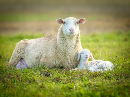 sheep and its lamb lying in green grass