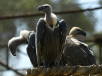 Left's Tragedy Porn Vultures Wheel Over Another Drowned Migrant