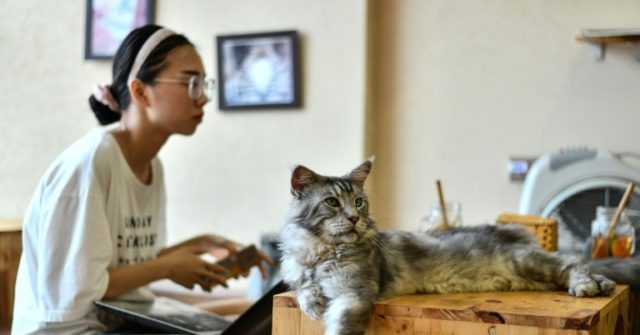 Vietnam cat  cafe  offers purr fect pick me up for rescued 