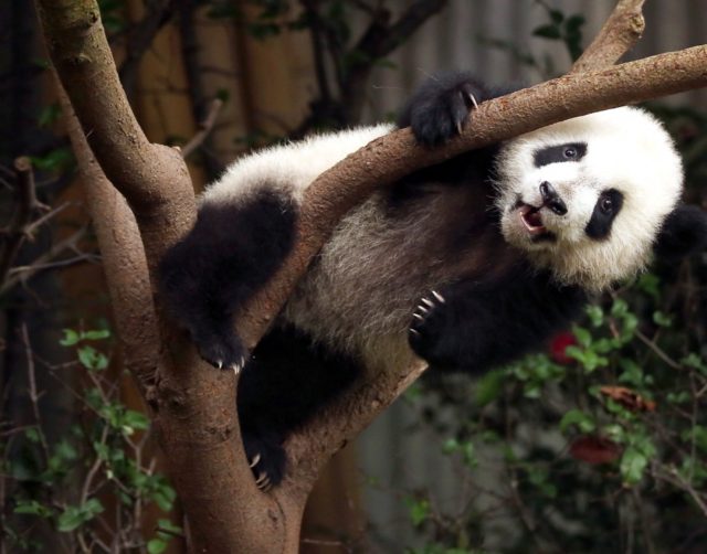 Study: Saving pandas led to downfall of other animals