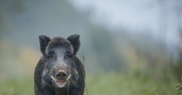 Two People Killed After Cars Hit Pack of Wild Boars