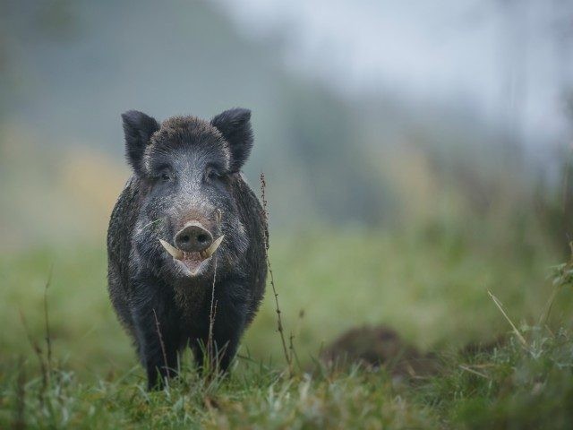 A male boar shows his impressive tusks in Germany