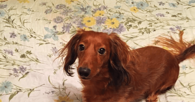 Dog Hailed as Hero After Saving Neighbor's Family from House Fire