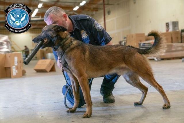 A CBP K-9 receives his reward for detecting a shipment of methamphetamine concealed in a b