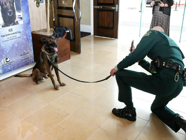 Ice with his handler Patrol Capt. Christopher Magallon during an event honoring the USDA Forest Service law enforcement dog. Photo USDA Forest Service