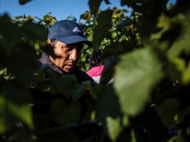 HAMBLEDON, ENGLAND - OCTOBER 03: Migrant workers pick Chardonnay grapes during the harvest at Hambledon Vineyard on October 3, 2018 in Hambledon, United Kingdom. Around 80 predominantly Eastern European workers have been brought in at Hambledon to pick a bumper crop of 250 tonnes of grapes this season, following a …