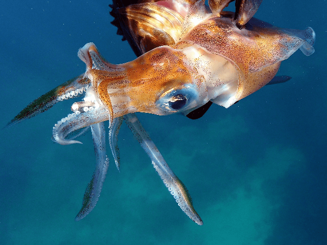 A squid swims underwater off the shore of the coastal city of Qalamun, north of the Lebane