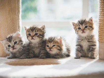 Group persian kittens sitting on cat tower