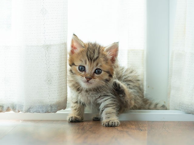 Close up of cute persian kitten sitting on the ground in home.