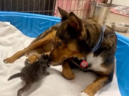 dog with kittens