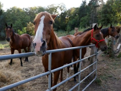 Horses stand in an enclosure at the location of a meeting between local authorities, elected officials and horse breeders whose animals have been victims of mutilation attacks in Plailly, northern France, Monday, Sept. 7, 2020. Police are stymied by the macabre attacks that include slashings and worse. Most often, an …