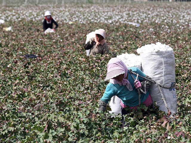 This photo taken on September 20, 2015 shows Chinese farmers picking cotton in the fields during the harvest season in Hami, in northwest China's Xinjiang region. Chinese Premier Li Keqiang urged reforms on September 20 of inefficient state-owned enterprises as his government tries to restore confidence in its slowing economy, …