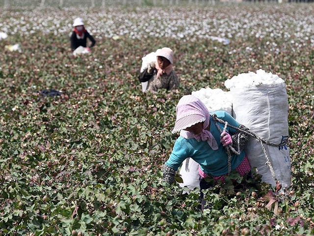 This photo taken on September 20, 2015 shows Chinese farmers picking cotton in the fields during the harvest season in Hami, in northwest China's Xinjiang region. Chinese Premier Li Keqiang urged reforms on September 20 of inefficient state-owned enterprises as his government tries to restore confidence in its slowing economy, state media reported on September 20.CHINA OUT AFP PHOTO (Photo credit should read STR/AFP via Getty Images)