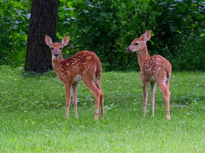 white-tailed deer fawns