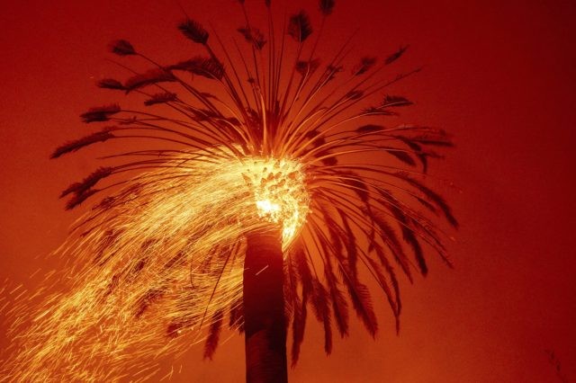 Embers fly from a tree as the Glass Fire burns in St. Helena, Calif., Sunday, Sept. 27, 2020. (AP Photo/Noah Berger)