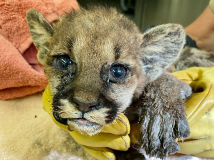 The orphaned mtn lion rescued from the #ZoggFire has a name: Captain Cal....named after CAL FIRE's mascot. Our vet staff is treating Captain Cal's injured feet today. He's been eating & looks much better than he did when he arrived. We'll keep you posted on how he's doing!