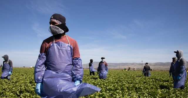 Democrats Scold Americans on Thanksgiving: Thank Illegal Aliens for Picking Your Food