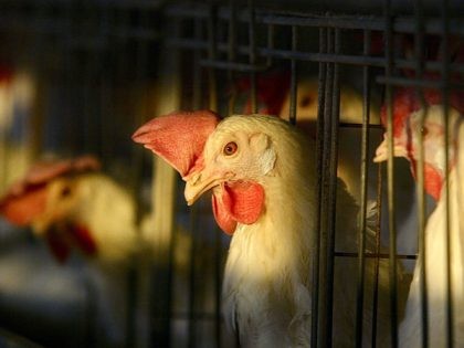 GAZA CITY, : Chickens are seen in their cages at a poultry farm in Gaza City, 22 March 2006. The Israeli Agriculture Ministry is today checking if bird flu has spread from Israel into areas along the western area of the Gaza Strip closest to Kibbutz Ein Hashlosha where bird …