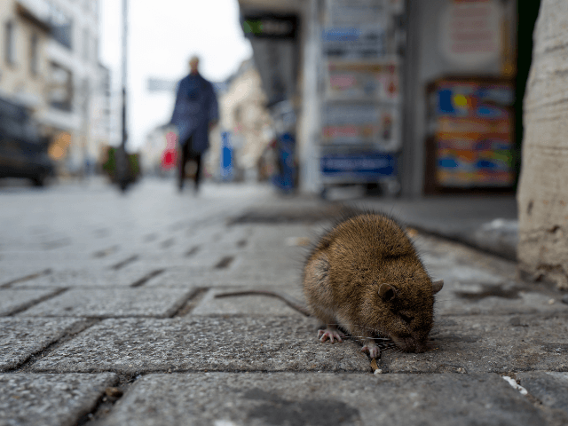 city rat