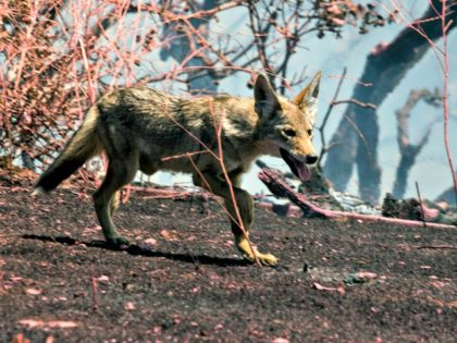 A coyote runs away from the Apple Fire in Cherry Valley, Calif., Saturday, Aug. 1, 2020. A wildfire northwest of Palm Springs flared up Saturday afternoon, prompting authorities to issue new evacuation orders as firefighters fought the blaze in triple-degree heat.(AP Photo/Ringo H.W. Chiu)
