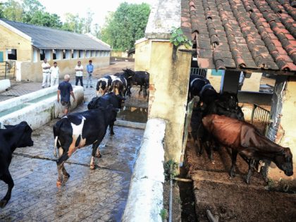 In this photograph taken September 1, 2017 cows walk towards an automated shower at a British-era dairy farm opened in 1889 that is now run by the Indian military in Allahabad. Under a hot afternoon sun workers scrub clean bovines at a British era military dairy farm, one of the …