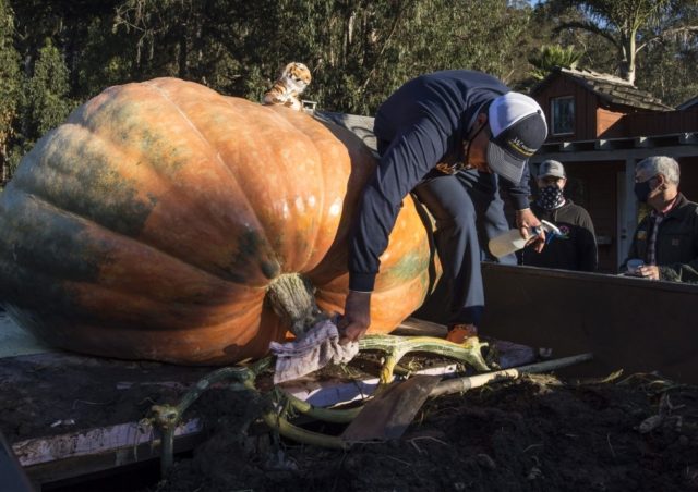 2,350-pound pumpkin, named 'The Tiger King,' wins contest