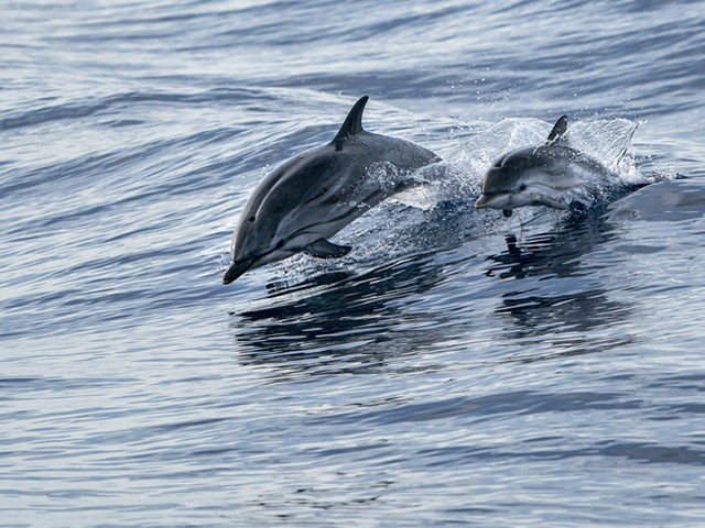 mother and calf baby son striped dolphin jumping outside the sea
