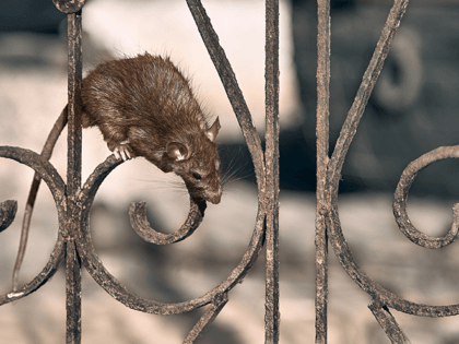 New York City residents are complaining about huge rats scurrying …