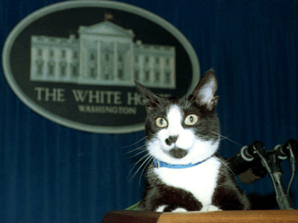 Socks, the White House cat, sits atop the podium in the White House press briefing room 19