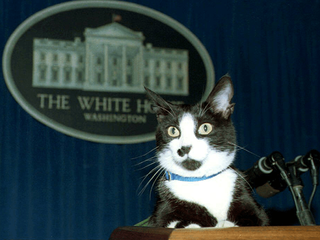Socks, the White House cat, sits atop the podium in the White House press briefing room 19 March 1994. A groundskeeper who regularly walks Socks brought him into the press room and placed him unannounced on the podium. Socks stayed there for a few minutes as photographers took his picture …