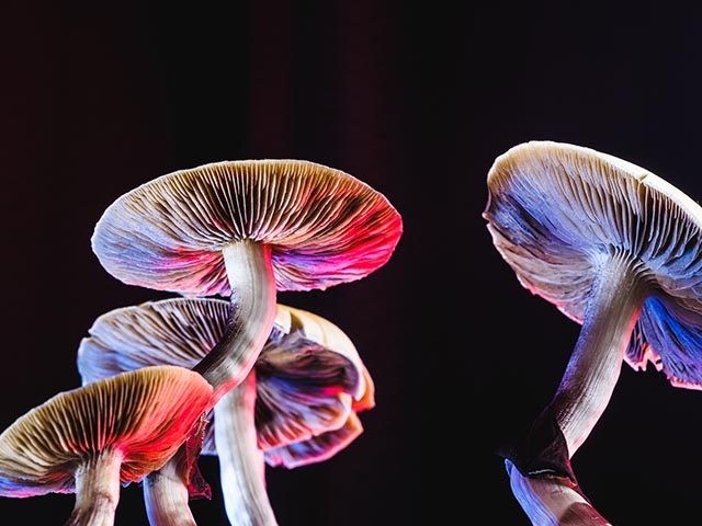 The Mexican magic mushroom is a psilocybe cubensis, a specie of psychedelic mushroom whose