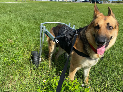 Chaos the dog with his wheelchair