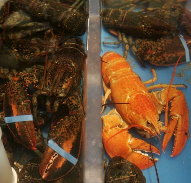 Chinese customs singles out Australian rock lobster imports